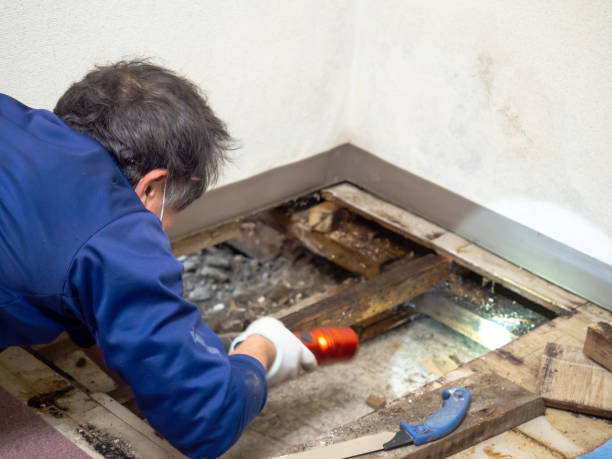 Best Office Mold Removal Services  in Hazardville, CT