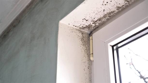 Best Mold Cleaning Services  in Hazardville, CT