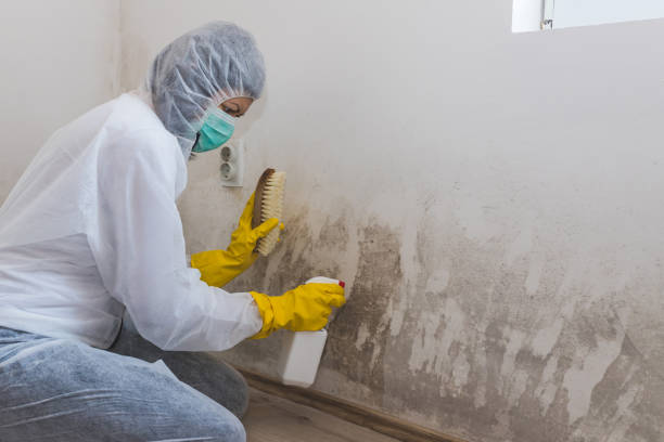 Best Mold Damage Repair  in Hazardville, CT