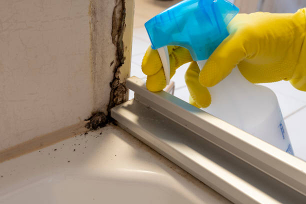 Best Commercial Mold Removal  in Hazardville, CT