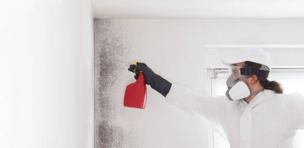 Best Attic Mold Removal  in Hazardville, CT