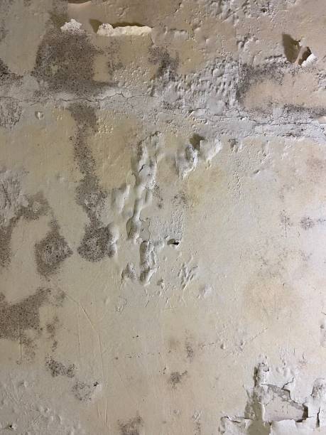 Best Local Mold Removal Service  in Hazardville, CT