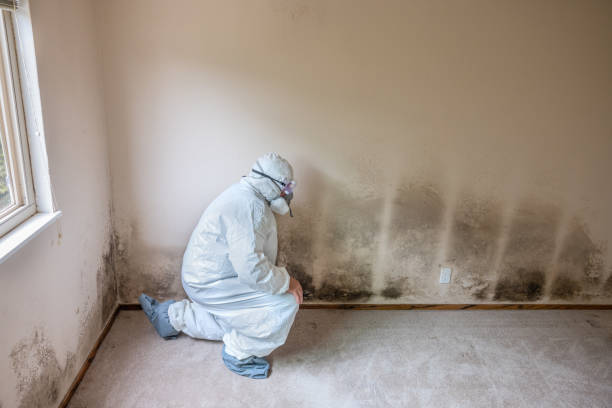Best Mold Testing  in Hazardville, CT