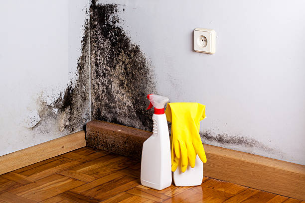 Best Black Mold Removal  in Hazardville, CT