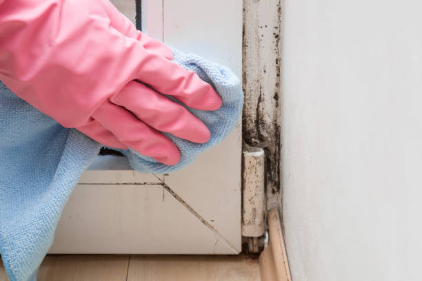 Best Mold Removal Near Me  in Hazardville, CT
