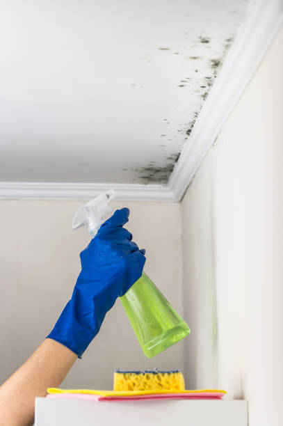 Best Fast Mold Removal  in Hazardville, CT